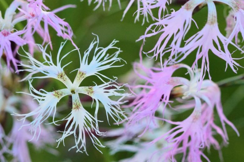 Dianthus superbus, Fringed Pink, Perennial Dianthus, Evergreen perennial, Pink Flowers, Pink Dianthus