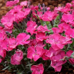 Dianthus 'Vivid Bright Light, Pink 'Vivid Bright Light', Dianthus 'Uribest52',  Pink Dianthus
