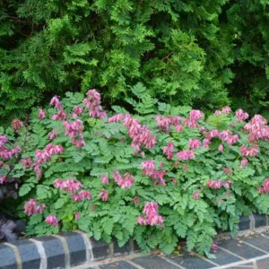 Dicentra 'Luxuriant', Bleeding Heart 'Luxuriant', Showy Bleeding heart 'Luxuriant', Dutchman's Breeches 'Luxuriant', Chinaman's Breeches 'Luxuriant', Locks and Keys 'Luxuriant', Lyre Flower 'Luxuriant', Seal Flower 'Luxuriant', Pink Flowers, Shade Perennial