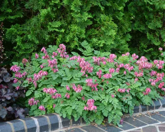 Dicentra 'Luxuriant', Bleeding Heart 'Luxuriant', Showy Bleeding heart 'Luxuriant', Dutchman's Breeches 'Luxuriant', Chinaman's Breeches 'Luxuriant', Locks and Keys 'Luxuriant', Lyre Flower 'Luxuriant', Seal Flower 'Luxuriant', Pink Flowers, Shade Perennial