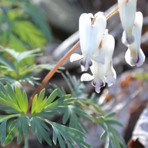 Dicentra canadensis, Squirrel Corn, Bicuculla canadensis, White Flowers, Shade Perennial