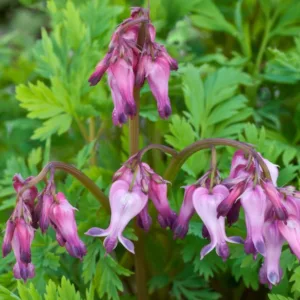 Dicentra eximia, Turkey Corn, Fringed Bleeding Heart, Fringed Bleeding Hearts, Wild Bleeding Heart, Bicuculla eximia, Pink Flowers, Shade Perennial