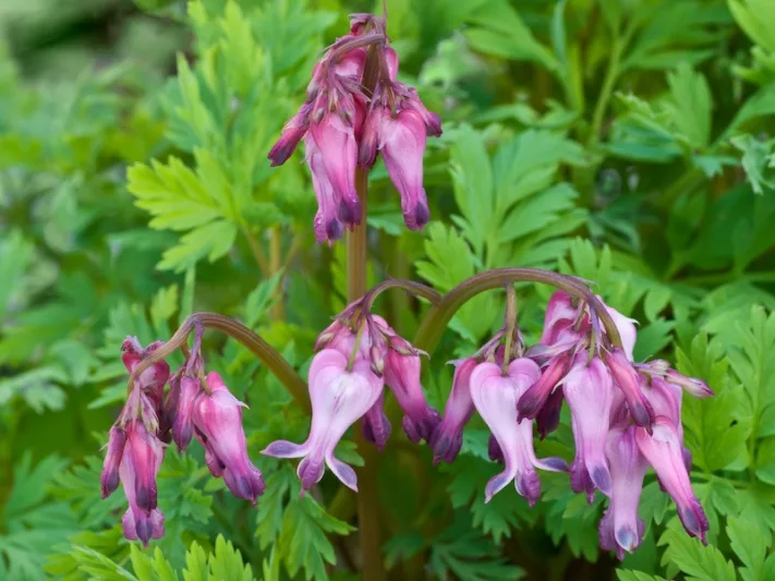 Dicentra eximia, Turkey Corn, Fringed Bleeding Heart, Fringed Bleeding Hearts, Wild Bleeding Heart, Bicuculla eximia, Pink Flowers, Shade Perennial