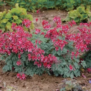 Dicentra 'Fire Island', Fern-Leaf Bleeding Heart 'Fire Island', Bleeding Heart 'Fire Island', Bleeding Heart Flower, shade perennial, Shade Flowers,