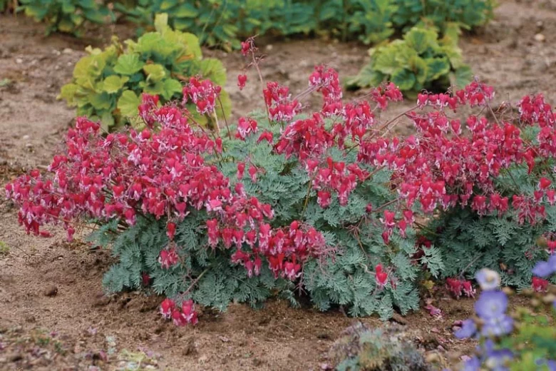 Dicentra 'Fire Island', Fern-Leaf Bleeding Heart 'Fire Island', Bleeding Heart 'Fire Island', Bleeding Heart Flower, shade perennial, Shade Flowers,