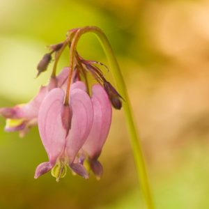 Dicentra formosa, Pacific Bleeding Heart, Pacific Bleedinghearts, Western Bleedingheart, Wild Bleeding Heart, Western Fringed Bleeding Heart, Oregon Bleeding Heart, Pink Flowers, Shade Perennial