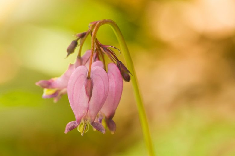 Dicentra formosa, Pacific Bleeding Heart, Pacific Bleedinghearts, Western Bleedingheart, Wild Bleeding Heart, Western Fringed Bleeding Heart, Oregon Bleeding Heart, Pink Flowers, Shade Perennial