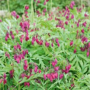 Dicentra 'Bacchanal', Dicentra formosa 'Bacchanal', Fern-Leaf Bleeding Heart 'Bacchanal', Bleeding Heart 'Bacchanal', Pink Flowers, Shade Perennial