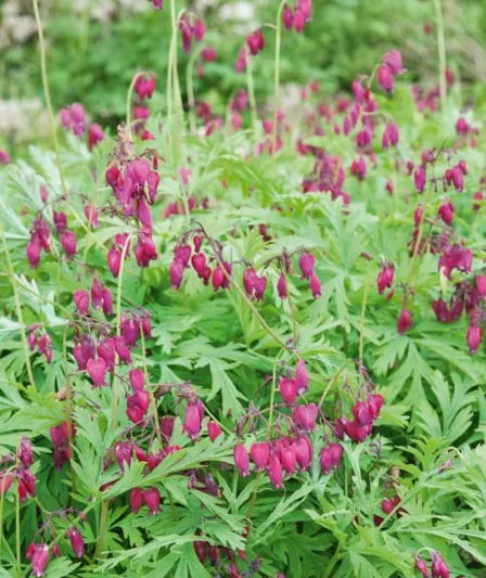 Dicentra 'Bacchanal', Dicentra formosa 'Bacchanal', Fern-Leaf Bleeding Heart 'Bacchanal', Bleeding Heart 'Bacchanal', Pink Flowers, Shade Perennial