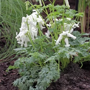 Dicentra 'Ivory Hearts', Dicentra formosa 'Ivory Hearts', Fern-Leaf Bleeding Heart 'Ivory Hearts', Bleeding Heart 'Ivory Hearts', White Bleeding Heart Flower, Shade Perennial