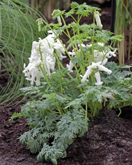 Dicentra 'Ivory Hearts', Dicentra formosa 'Ivory Hearts', Fern-Leaf Bleeding Heart 'Ivory Hearts', Bleeding Heart 'Ivory Hearts', White Bleeding Heart Flower, Shade Perennial