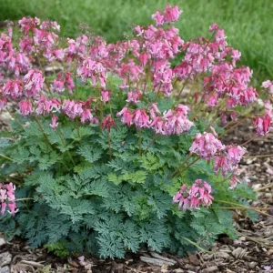 Dicentra 'Pink Diamonds', Fern-Leaf Bleeding Heart 'Pink Diamonds', Bleeding Heart 'Pink Diamonds', Bleeding Heart Flower, shade perennial, Shade Flowers,
