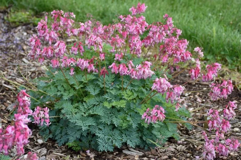 Dicentra 'Pink Diamonds', Fern-Leaf Bleeding Heart 'Pink Diamonds', Bleeding Heart 'Pink Diamonds', Bleeding Heart Flower, shade perennial, Shade Flowers,