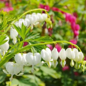 Dicentra spectabilis, Bleeding Heart, Lamprocapnos spectabilis, Shade gardens, shady gardens, Pink Flowers, Bleeding Heart, Showy Bleeding heart, Dutchman's Breeches, Chinaman's Breeches, Locks and Keys, Lyre Flower, Seal Flower, Old-Fashioned Bleeding Heart, Lamprocapnos Spectabilis