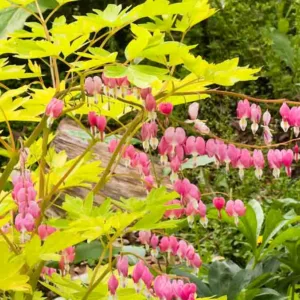 Dicentra Spectabilis 'Gold Heart',Bleeding Heart 'Gold Heart', Dutchman's Breeches 'Gold Heart', Chinaman's Breeches 'Gold Heart', Locks and Keys 'Gold Heart', Lyre Flower 'Gold Heart', Seal Flower 'Gold Heart', Lamprocapnos Spectabilis 'Gold Heart', Shade perennial