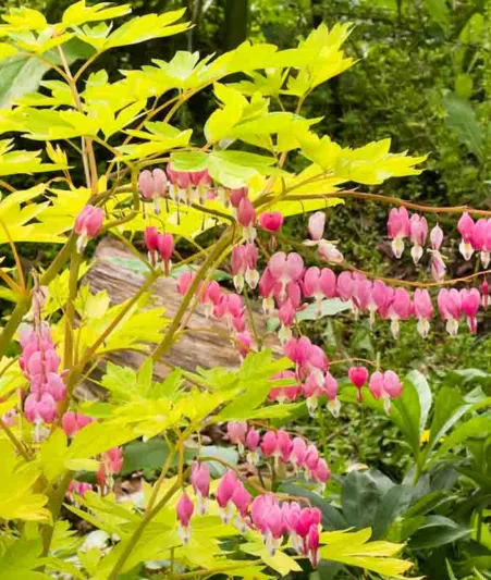 Dicentra Spectabilis 'Gold Heart',Bleeding Heart 'Gold Heart', Dutchman's Breeches 'Gold Heart', Chinaman's Breeches 'Gold Heart', Locks and Keys 'Gold Heart', Lyre Flower 'Gold Heart', Seal Flower 'Gold Heart', Lamprocapnos Spectabilis 'Gold Heart', Shade perennial