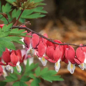 Dicentra Spectabilis Valentine,Bleeding Heart Valentine, Dutchman's Breeches Valentine, Chinaman's Breeches Valentine, Locks and Keys Valentine, Lyre Flower Valentine, Seal Flower Valentine, Lamprocapnos Spectabilis Valentine, Red flowers