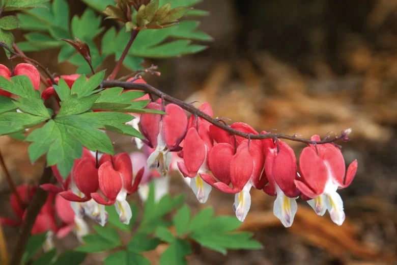 Dicentra Spectabilis Valentine,Bleeding Heart Valentine, Dutchman's Breeches Valentine, Chinaman's Breeches Valentine, Locks and Keys Valentine, Lyre Flower Valentine, Seal Flower Valentine, Lamprocapnos Spectabilis Valentine, Red flowers