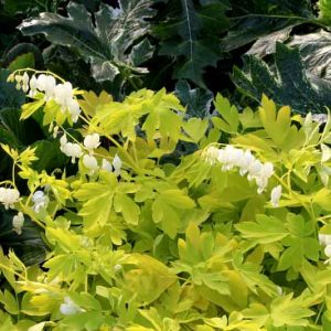 Dicentra Spectabilis White Gold,Bleeding Heart White Gold, Dutchman's Breeches White Gold, Chinaman's Breeches White Gold, Locks and Keys White Gold, Lyre Flower White Gold, Seal Flower White Gold, Lamprocapnos Spectabilis White Gold, White flowers