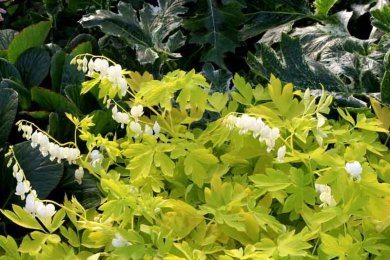 Dicentra Spectabilis White Gold,Bleeding Heart White Gold, Dutchman's Breeches White Gold, Chinaman's Breeches White Gold, Locks and Keys White Gold, Lyre Flower White Gold, Seal Flower White Gold, Lamprocapnos Spectabilis White Gold, White flowers