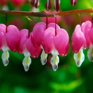 Dicentra spectabilis, Bleeding Heart, Lamprocapnos spectabilis, Shade gardens, shady gardens, Pink Flowers, Bleeding Heart, Showy Bleeding heart, Dutchman's Breeches, Chinaman's Breeches, Locks and Keys, Lyre Flower, Seal Flower, Old-Fashioned Bleeding Heart, Lamprocapnos Spectabilis