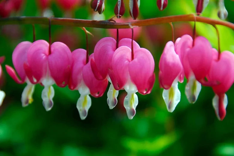 Dicentra spectabilis, Bleeding Heart, Lamprocapnos spectabilis, Shade gardens, shady gardens, Pink Flowers, Bleeding Heart, Showy Bleeding heart, Dutchman's Breeches, Chinaman's Breeches, Locks and Keys, Lyre Flower, Seal Flower, Old-Fashioned Bleeding Heart, Lamprocapnos Spectabilis