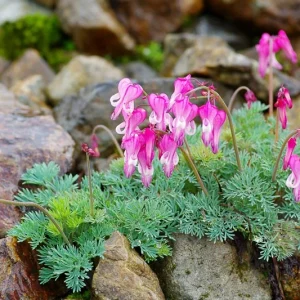 Dicentra 'Stuart Boothman', Bleeding Heart Stuart Boothman, Dicentra formosa, Fern-Leaf Bleeding Heart, Pink Flowers, Shade Perennial