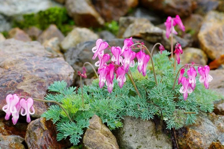 Dicentra 'Stuart Boothman', Bleeding Heart Stuart Boothman, Dicentra formosa, Fern-Leaf Bleeding Heart, Pink Flowers, Shade Perennial