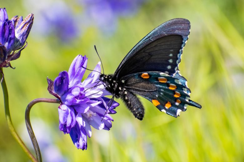 Dichelostemma capitatum, Bluedicks, Blue Dicks, Wild Hyacinth, Dichelostemma pulchella, Dichelostemma pulchellum, Purple Flowers, Blue Flowers