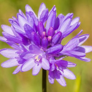 Dichelostemma congestum, Ookow, Fork-Toothed Ookow, Spring Bulbs, Spring Flowers, Purple flowers