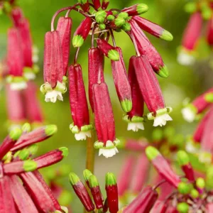 Dichelostemma ida-maia, Firecracker Flower, Crimson Californian Hyacinth, Crimson Satin Flower, Floral Firecracker, Vegetable Firecracker, Red flowers