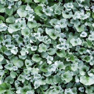 Dichondra argentea 'Silver Falls',  Silver Nickel Vine, Kidney Weed 'Silver Falls', Dichondra 'Silver Falls'
