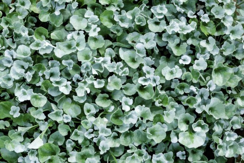 Dichondra argentea 'Silver Falls',  Silver Nickel Vine, Kidney Weed 'Silver Falls', Dichondra 'Silver Falls'