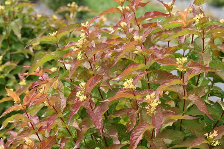 Diervilla Kodiak® Orange, Bush Honeysuckle, Diervilla splendens, Diervilla, Yellow flowers