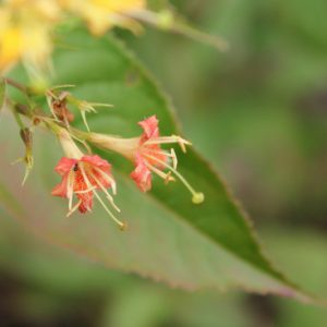 Diervilla lonicera, Northern Bush Honeysuckle, Northern Bush-Honeysuckle, Diervilla, Diervilla diervilla, Diervilla lonicera var. hypomalaca, Yellow flowers