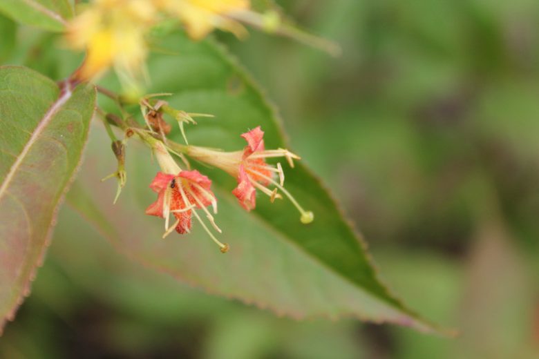 Diervilla lonicera, Northern Bush Honeysuckle, Northern Bush-Honeysuckle, Diervilla, Diervilla diervilla, Diervilla lonicera var. hypomalaca, Yellow flowers