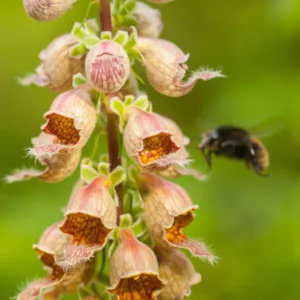 Digitalis Ferruginea, Rusty Foxglove, Large Yellow Foxglove, Cream-Colored Foxglove, Great Yellow Foxglove, Large-Flowered Foxglove, Yellow Foxglove