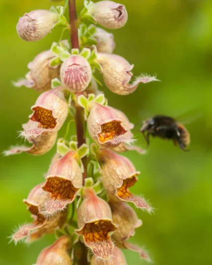 Digitalis Ferruginea, Rusty Foxglove, Large Yellow Foxglove, Cream-Colored Foxglove, Great Yellow Foxglove, Large-Flowered Foxglove, Yellow Foxglove