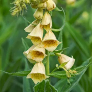 Digitalis grandiflora, Large Yellow Foxglove, Cream-Colored Foxglove, Great Yellow Foxglove, Large-Flowered Foxglove, Yellow Foxglove, Digitalis ambigua, Digitalis macrantha, Digitalis orientalis