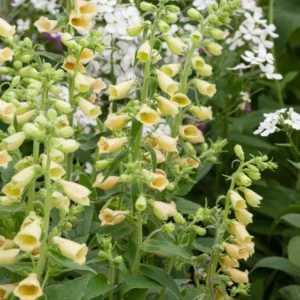 Digitalis grandiflora 'Carillon', Large Yellow Foxglove 'Carillon', Cream-Colored Foxglove 'Carillon', Great Yellow Foxglove 'Carillon', Yellow Foxglove 'Carillon', Digitalis ambigua 'Carillon'