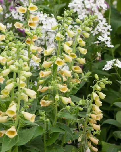 Digitalis grandiflora 'Carillon', Large Yellow Foxglove 'Carillon', Cream-Colored Foxglove 'Carillon', Great Yellow Foxglove 'Carillon', Yellow Foxglove 'Carillon', Digitalis ambigua 'Carillon'