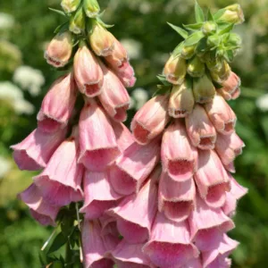 Digitalis x mertonensis 'Summer King', Strawberry Foxglove 'Summer King', Digitalis purpurea 'Summer King', Pink floxgloves