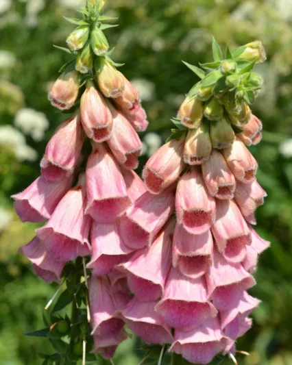 Digitalis x mertonensis 'Summer King', Strawberry Foxglove 'Summer King', Digitalis purpurea 'Summer King', Pink floxgloves