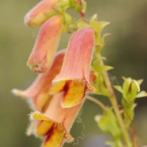 Digitalis obscura, Sunset Foxglove, Willow-Leaved Foxglove, Sunset Willow, Yellow Foxglove