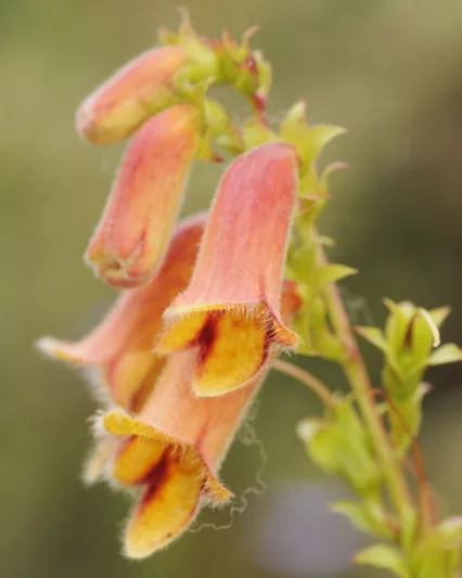 Digitalis obscura, Sunset Foxglove, Willow-Leaved Foxglove, Sunset Willow, Yellow Foxglove