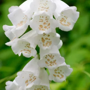Digitalis Purpurea Camelot White, Common Foxglove Camelot White, Camelot White Foxglove, Foxglove Camelot White, Lady's Glove Camelot White, White floxglove