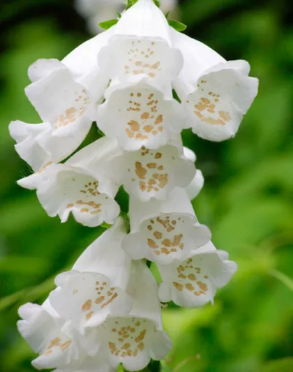 Digitalis Purpurea Camelot White, Common Foxglove Camelot White, Camelot White Foxglove, Foxglove Camelot White, Lady's Glove Camelot White, White floxglove
