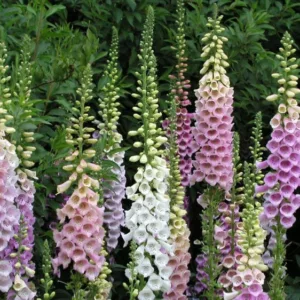 Digitalis Purpurea Excelsior Group, Common Foxglove Excelsior Group, Excelsior Group Foxglove, Foxglove Excelsior Group, Lady's Glove Excelsior Group, Pastel floxgloves