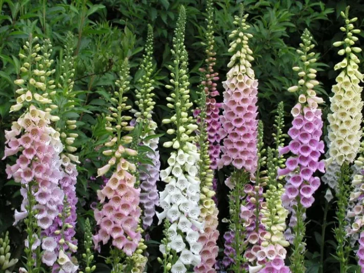 Digitalis Purpurea Excelsior Group, Common Foxglove Excelsior Group, Excelsior Group Foxglove, Foxglove Excelsior Group, Lady's Glove Excelsior Group, Pastel floxgloves