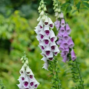 Digitalis Purpurea Pam's Choice, Common Foxglove Pam's Choice, Pam's Choice Foxglove, Foxglove Pam's Choice, Lady's Glove Pam's Choice, White floxglove, Digitalis purpurea 'Elsey Kelsey'